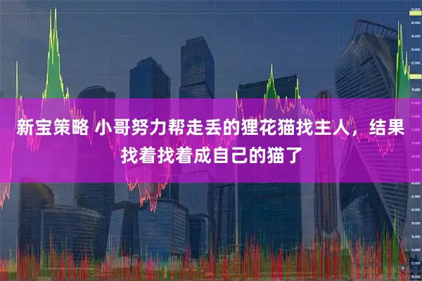 新宝策略 小哥努力帮走丢的狸花猫找主人，结果找着找着成自己的猫了